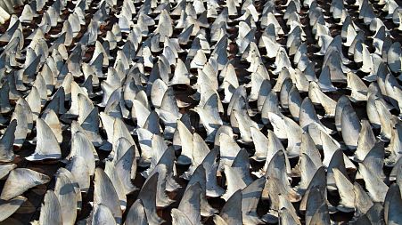 Hundreds of shark fins drying out on a rooftop in Kennedy Town Hong Kong.