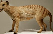 A Tasmanian tiger (Thylacine), which was declared extinct in 1936, is displayed at the Australian Museum in Sydney.