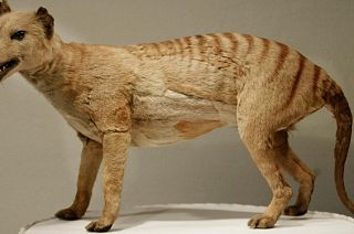 A Tasmanian tiger (Thylacine), which was declared extinct in 1936, is displayed at the Australian Museum in Sydney.