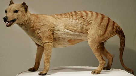 A Tasmanian tiger (Thylacine), which was declared extinct in 1936, is displayed at the Australian Museum in Sydney.