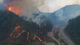 Güney Kore'de orman yangını 6 bin kişiyi yerinden etti
