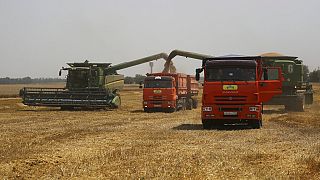 Rusya'da buğday hasadı (arşiv)
