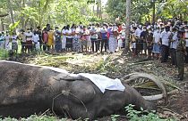 Sri Lanka'nın en kutsal fili Nadungamuwa Raja