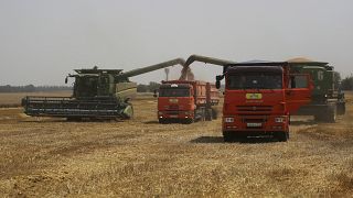مزارعون يحصدون القمح بالقرب من قرية تبليسكايا - روسيا. 2021/07/21