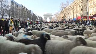 2,022 ewes paraded on the Champs-Elysées, in Paris, France, to mark the end of the 2022 edition of the Paris International Agricultural Show, March, 6, 2022.