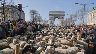 Champs-Elysees'yi koyunlar 'istila etti'