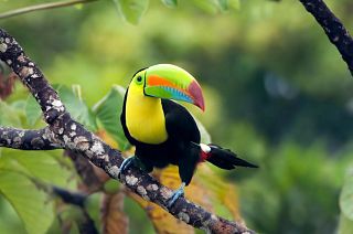 Keel-billed toucan, Panama