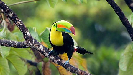 Keel-billed toucan, Panama