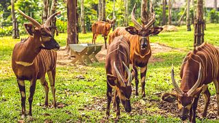 There are now fewer than 100 mountain bongos left in the wild