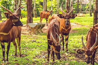 There are now fewer than 100 mountain bongos left in the wild