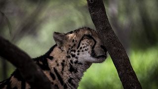 Cheetahs endangered in horn of Africa due to smuggling