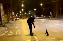 The young penguin was found in the centre of Budapest on Wednesday.