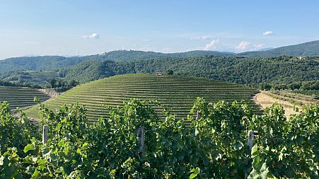 The Vineyards of Brda, Slovenia