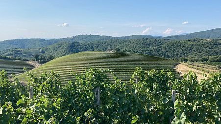 The Vineyards of Brda, Slovenia
