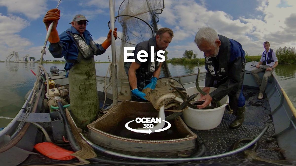 Europe's endangered eels: what's been done to save a miraculous creature