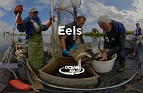 Europe's endangered eels: what's been done to save a miraculous creature