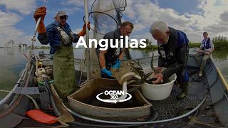 Leyes y medidas urgentes para salvar de la desaparición a la increíble anguila europea
