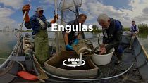 Vídeo 360º: Pescadores e cientistas colaboram para salvar enguia europeia