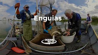 Vídeo 360º: Pescadores e cientistas colaboram para salvar enguia europeia