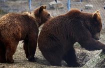 Bears evacuated from Kyiv Zoo look out of their enclosure at the bear sanctuary on the outskirts of Lviv, Ukraine