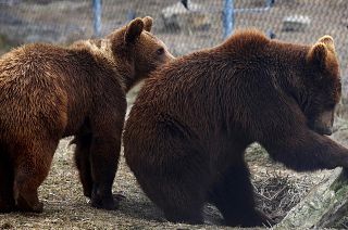 Bears evacuated from Kyiv Zoo look out of their enclosure at the bear sanctuary on the outskirts of Lviv, Ukraine