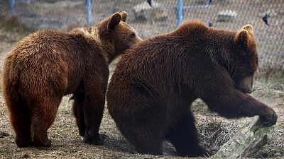 Bears evacuated from Kyiv Zoo look out of their enclosure at the bear sanctuary on the outskirts of Lviv, Ukraine