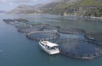 En Grèce, le secteur de l'aquaculture cherche à se féminiser