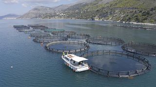 En Grèce, le secteur de l'aquaculture cherche à se féminiser