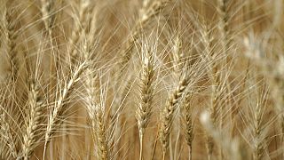 Serbia prohibe la exportación de trigo, maíz y aceite ante la fuerte demanda y la subida de precios