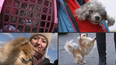 'We can't live without them': Ukrainian refugees flee with beloved pets
