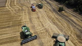 وقوع جنگ میان روسیه و اوکراین که صادر کننده یک سوم غلات جهان هستند نگرانی‌هایی از امنیت غذایی را در پی داشته.