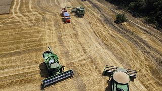 War in Ukraine to hurt poor nations importing grain - UN 