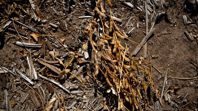Los incendios arrasaron 10% de la superficie de la provincia de Corrientes. La región soporta la peor sequía desde 1944. Foto tomada en la ciudad de Pergamino. (Archivo). Los incendios arrasaron 10% de la superficie de la provincia de Corrientes. La región soporta la peor sequía desde 1944. Foto tomada en la ciudad de Pergamino. (Archivo).