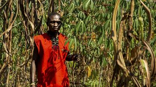 Centrafrique : l'agriculture durable fait son chemin 