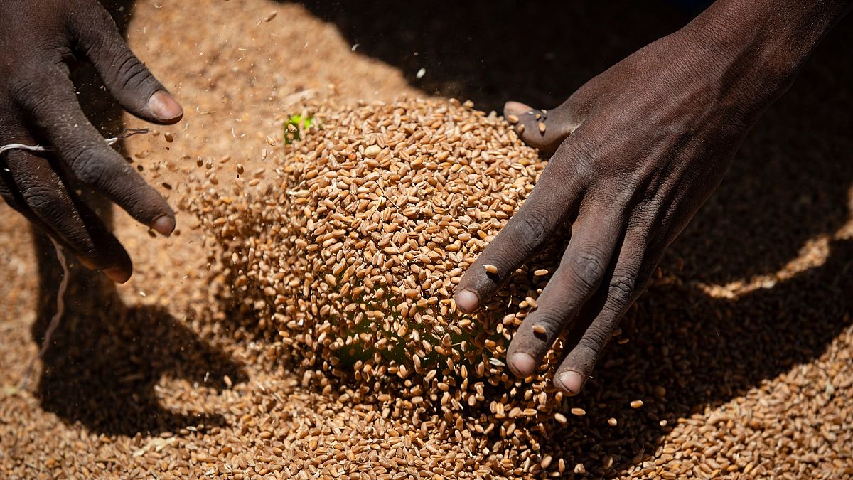 إثيوبية تجرف حصصًا من القمح لتخصيصها للأسر في تيغراي شمال إثيوبيا يوم السبت 8 مايو 2021.