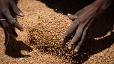 إثيوبية تجرف حصصًا من القمح لتخصيصها للأسر في تيغراي شمال إثيوبيا يوم السبت 8 مايو 2021.
