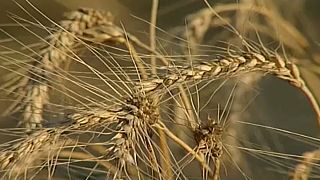 Az orosz és az ukrán síkság adja a világ gabonaexportjának 24%-át