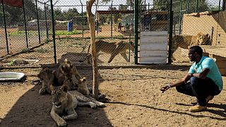 Soudan : une poignée de passionnés au secours des lions