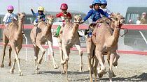 Camel races at the Saif Al Ittihad festival in Oman