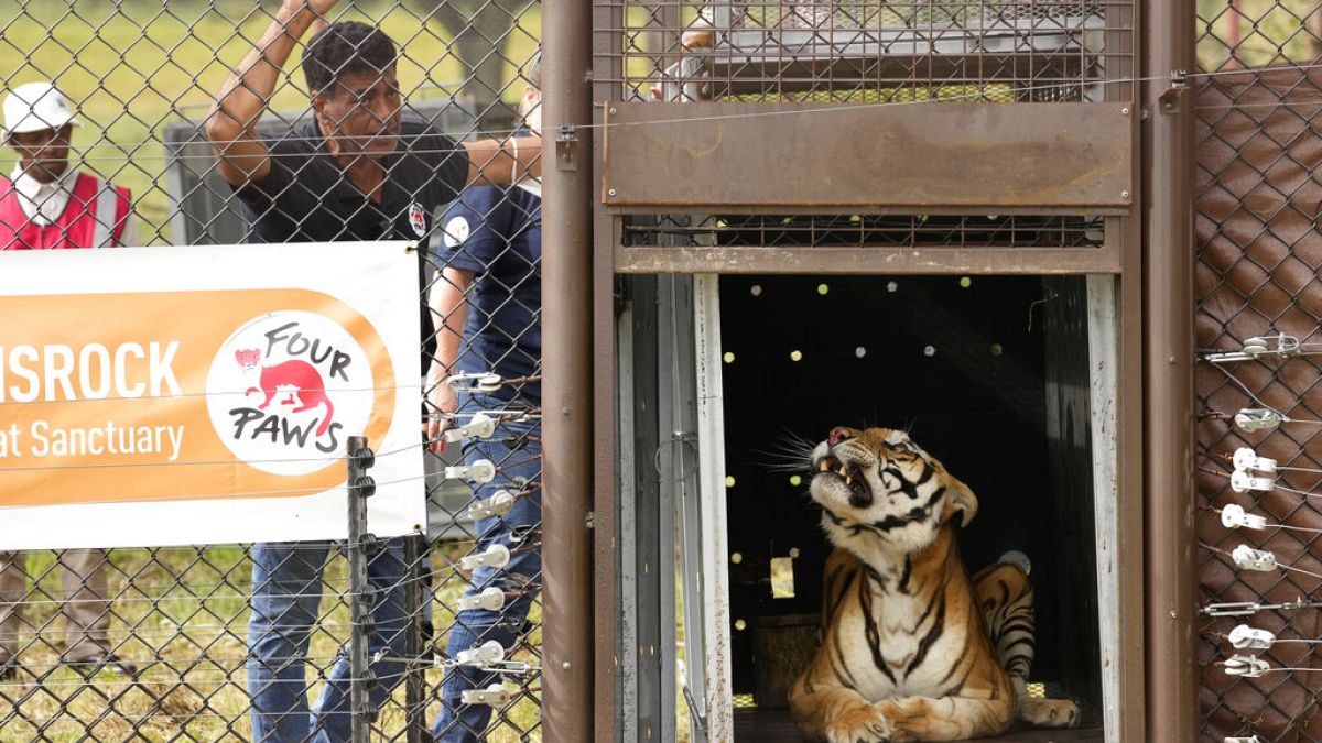 El veterinario Amir Khalil, mira al tigre mientras es liberado, 12/3/2022, Belén, Sudáfrica