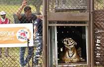 El veterinario Amir Khalil, mira al tigre mientras es liberado, 12/3/2022, Belén, Sudáfrica