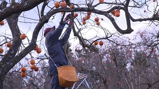 Los alimentos de Fukushima: sin radiactividad y de vuelta al mercado mundial