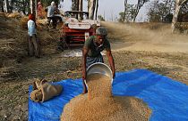 Hindistan'ın Uttar Pradesh eyaletinde buğday hasadı