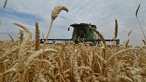 Récolte sur un champ de blé dans la région de Stavropol, dans le sud de la Russie.