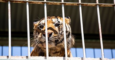 Tigers rescued from Argentina get new home in South Africa