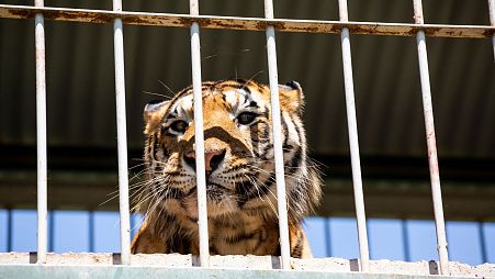 One of the tigers looking out from the train carriage it has been trapped for 15 years.