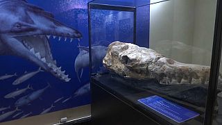 Paleontologists unveil the fossilized remains of an ancient whale that inhabited the seas 36 million years ago, found last year in a Peruvian desert. 