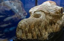 بقایای فسیل جمجمه باسیلوسور که در پروکشف شده، توسط دیرینه شناسان در موزه ای در لیما، به نمایش گذاشته شد.