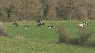 Vacas en la campiña francesa
