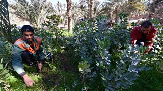 Tunisian eco-pioneers battle to save Sahara oasis life